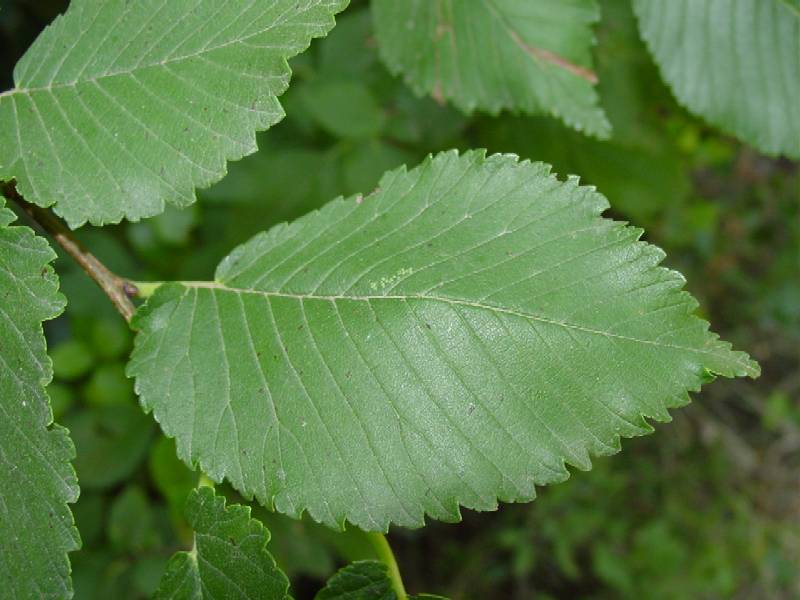 Ulmus minor / Olmo comune o campestre